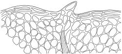 Plagiomnium novae-zelandiae, leaf apex. Drawn from B.H. Macmillan 89/104, CHR 461943.
 Image: R.C. Wagstaff © Landcare Research 2018 